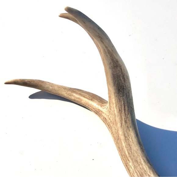 Deer Antlers - Picture 13 of 15
